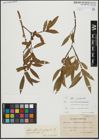 Foto von Salix alba L. x Salix pentandra L.